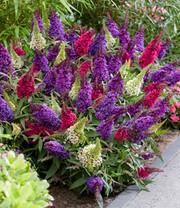 Zwerg-Schmetterlingsstrauch 'Butterfly Candy® Trio'