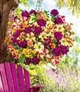 Sommerblumen-Mix 'Raspberry & Lemon'
