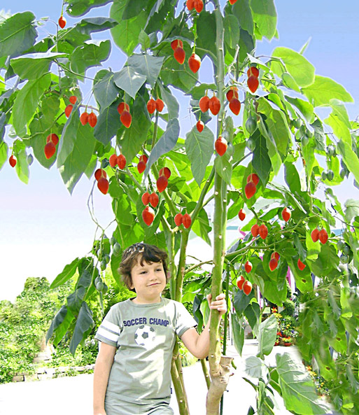 Baum-Tomate