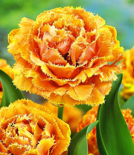 Tulpe 'Sensual Touch'