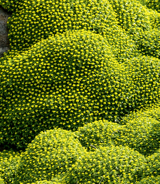 Andenpolster 'Azorella'