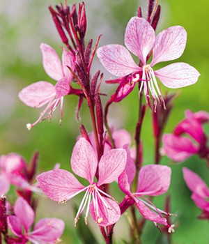 Prachtkerze - Gaura 'Pink'