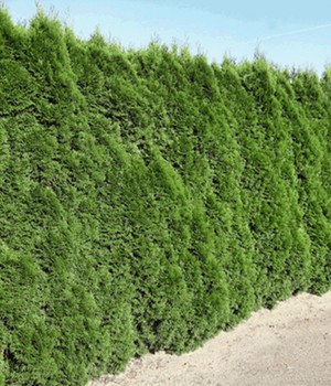 Lebensbaum-Hecke 'Smaragd' 40-60 cm hoch