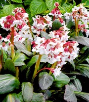 Bergenie 'Fire and Ice'