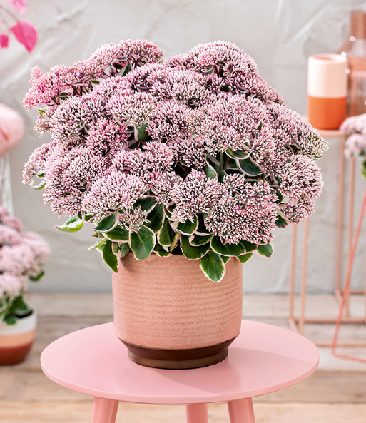 Sedum 'La Vie en Rose'