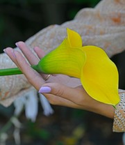 Calla-Mix 'The Giants'