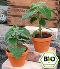 BIO Australisches Zitronenblatt