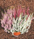 3er-Set Calluna Knospenheide 'Gardengirls®' Tricolor, 12 cm-Topf