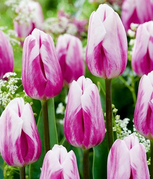 Tulpe 'Bojangles'