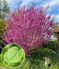 Cercis 'Avondale',1 Pflanze