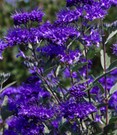 Bartblume 'Blauer Spatz®'