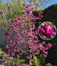 Magnolie 'Genie®'