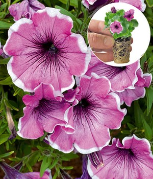 Petunie 'Famous Lavender Blush'