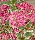 Freiland-Hortensie 'Euphoria® Pink'