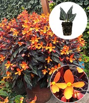 Begonie 'Glowing Embers®'