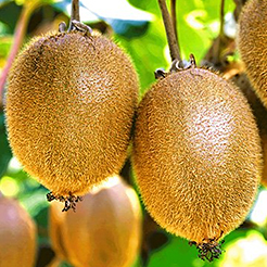 Kiwi