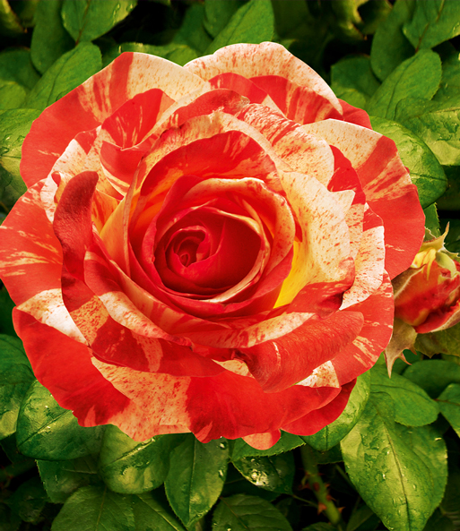 Malerrose® 'Alfred Sisley®'