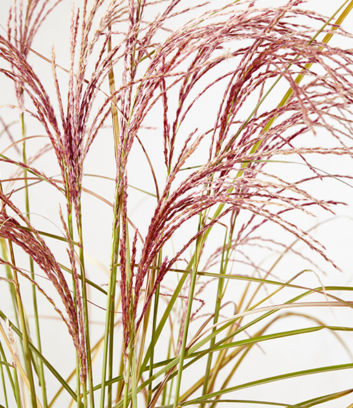 Miscanthus 'Red Cloud®'