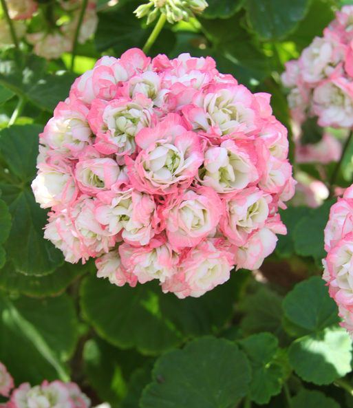 Ein rosa-weiße Blütenstrauß der Geranie 'Appleblossom' blüht im Garten.