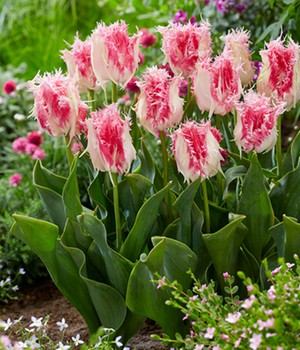 Tulpe 'Drakensteyn'