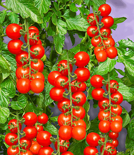 TOMACCIO®-Tomate