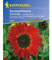 Sonnenblume 'Samtkönigin'