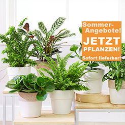 Zimmerpflanzen