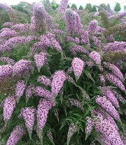 Sommerflieder 'Grand Cascade'