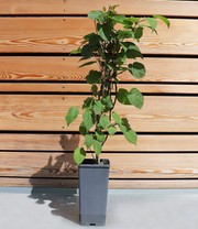 Kiwi Befruchter Sorte 'Nostino'
