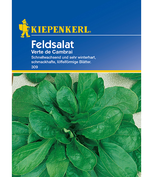 Feldsalat 'Verte de Cambrai'