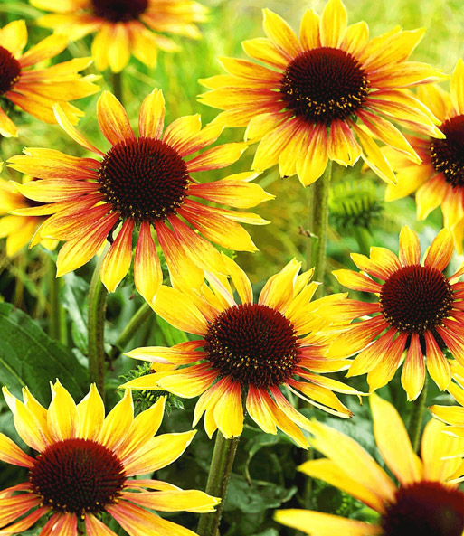 Duft-Echinacea 'Golden Summer'