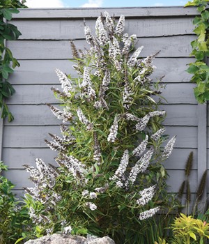 Buddleia 'Butterfly Tower White'