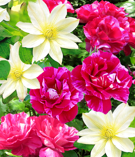 Set 'Madame Le Coultre' & Rose 'Guy Savoy®'