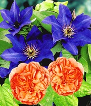 Set Clematis 'The President' &  Rose 'Papi Delbard®'