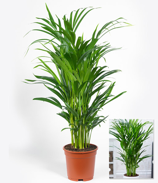 Areca Palme ca. 60-70 cm hoch