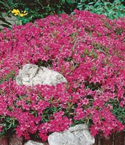 Roter Teppich-Phlox 50 Stk.