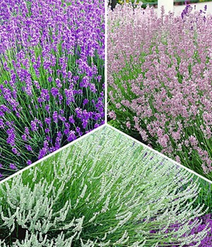 Lavendel-Kollektion