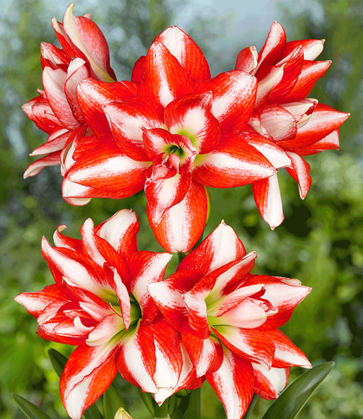 Gefüllte Amaryllis 'Double Red-White' mit Geschenkbox