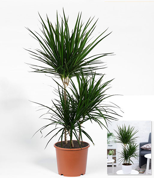 Dracena 'Marginata' ca. 120-130 cm hoch