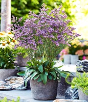 Blauer Strandflieder 'Limonium'