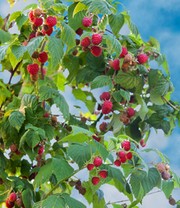Balkon-Himbeere 'Maddalena®'