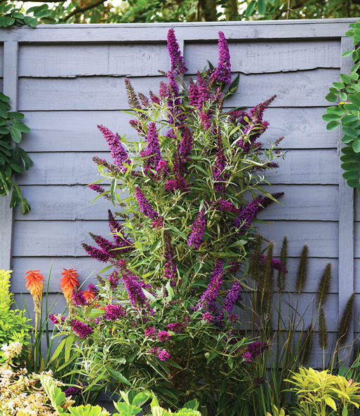Die Buddleia „Straight UP - Butterfly Tower“ lässt ihre kegelförmigen Blüten in einem Garten an einem Zaun erblühen.