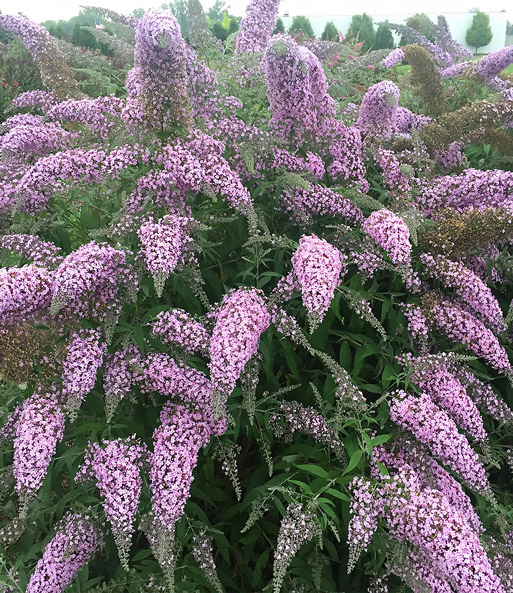 Sommerflieder 'Grand Cascade'