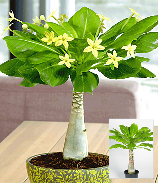 Hawaii-Palme