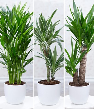 Zimmerpflanzen-Mix 'Palme XXL' ca. 60-80 cm hoch