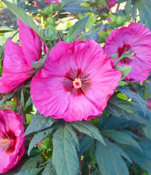Winterharter Hibiskus 'Summerific®' 'Berry Awesome'