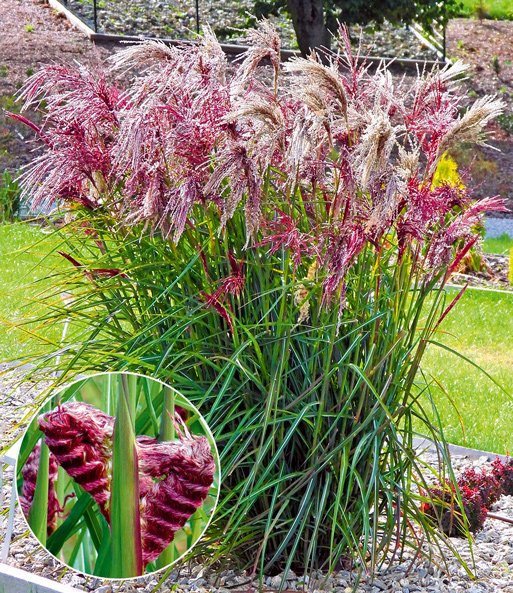 Miscanthus 'Boucle®'