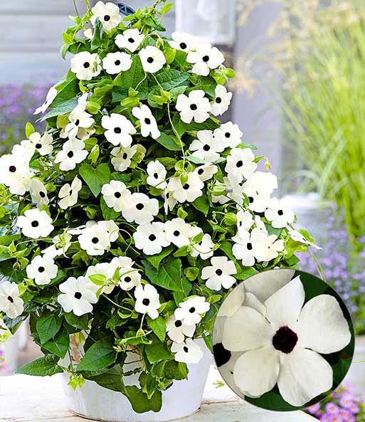 Weiße Thunbergia 'White Halo'