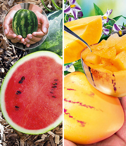 Bildcollage aus der Wassermelone 'Mini Love' F1 und der Melonenbirne Sugar Gold der Melonen-Raritäten-Kollektion.