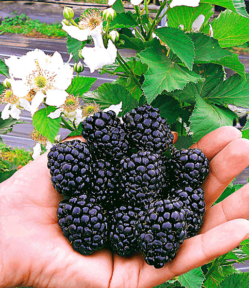 Brombeere 'Reuben®'